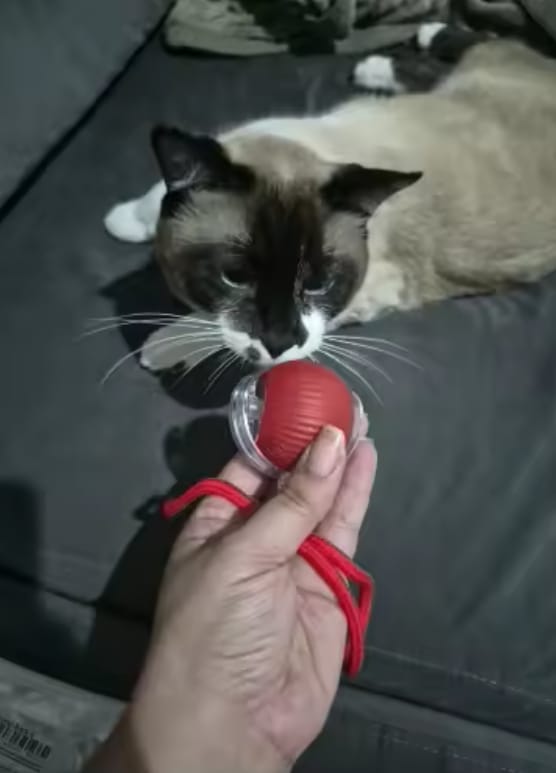 Customer photo review of Purrlyn Zoomie Ball