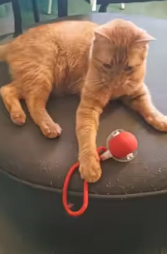 Customer photo review of Purrlyn Zoomie Ball