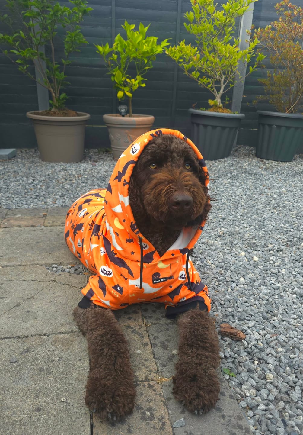 Customer photo review of Halloween Dog Hoodie - Orange (2)