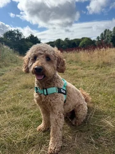 Customer photo review of Harnais pour chien anti-traction Dog Trotter™