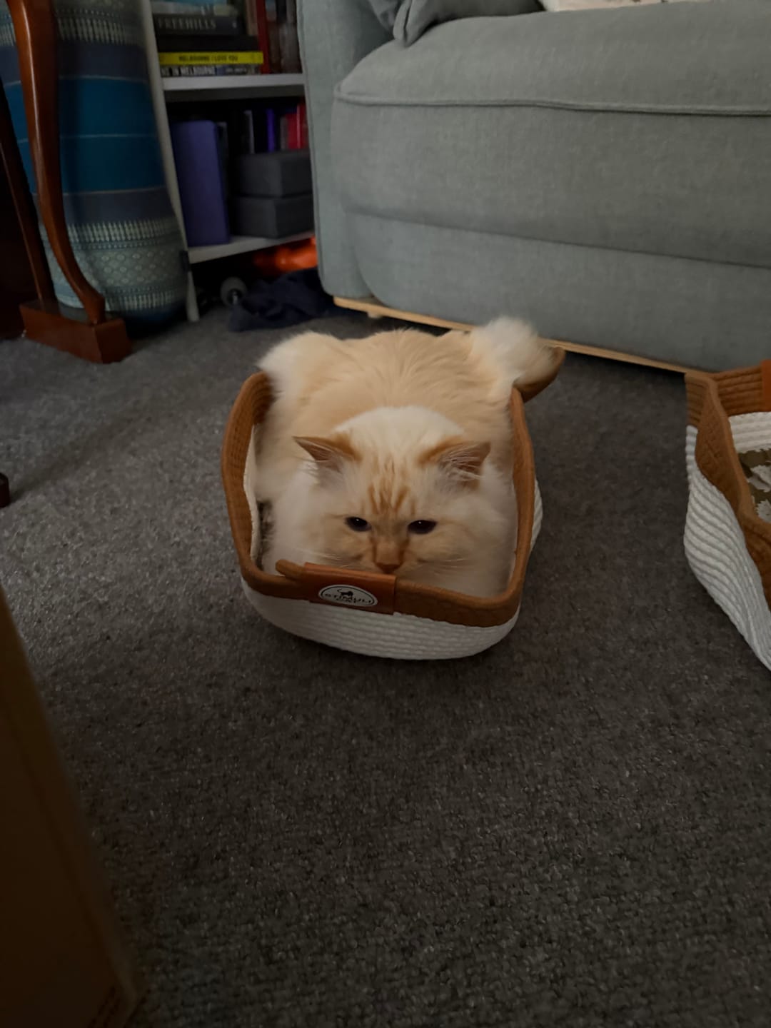Customer photo review of Instinct Basket | Meet the first research-backed natural territory for indoor cats