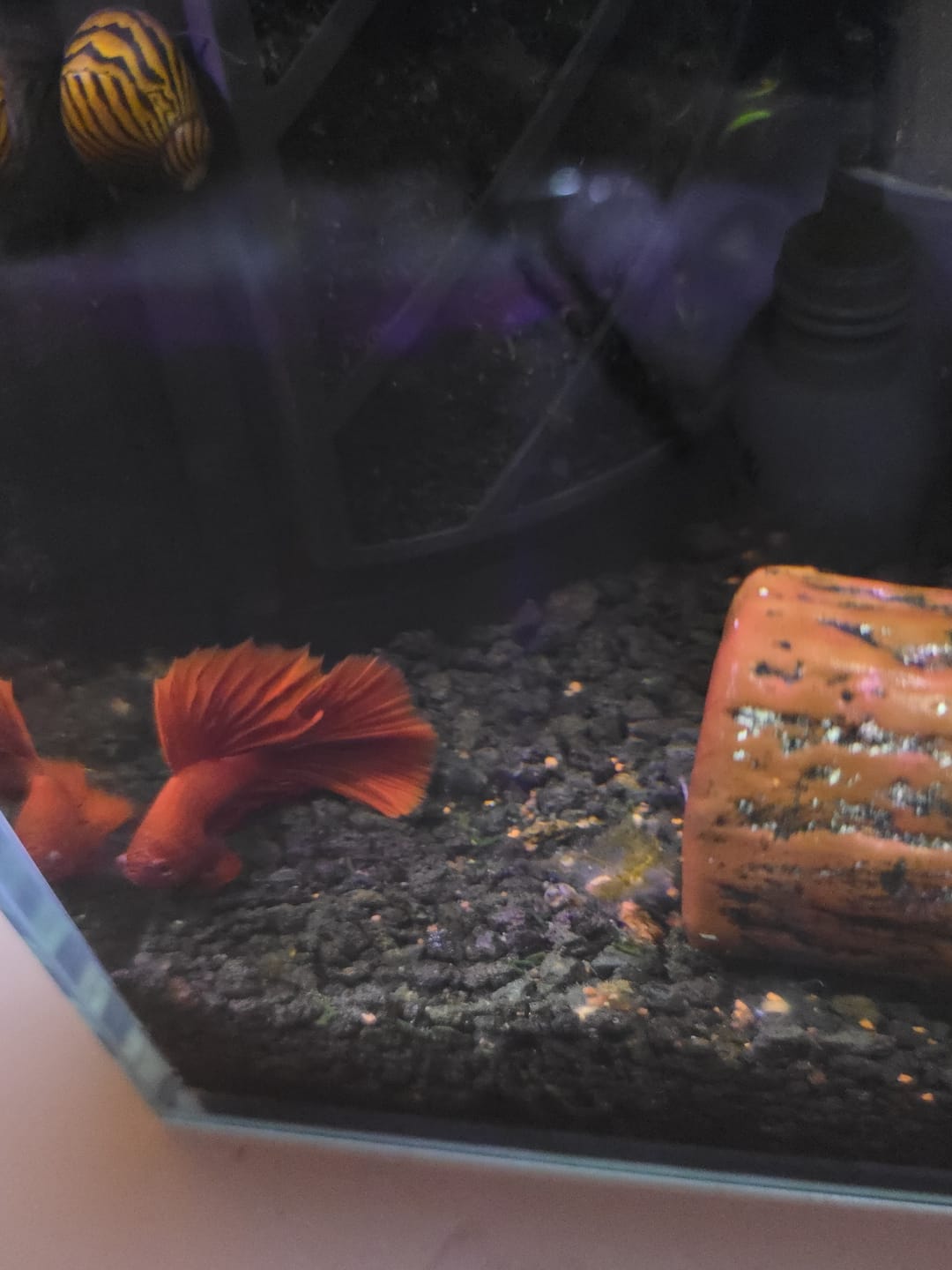 Customer photo review of Super Red Halfmoon Male Betta Fish