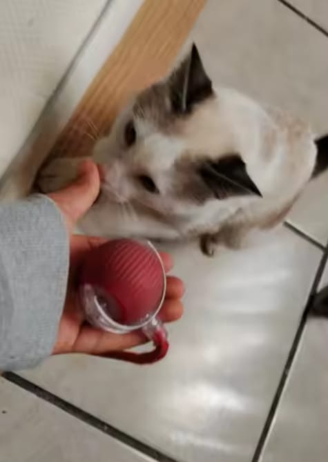 Customer photo review of Purrlyn Zoomie Ball