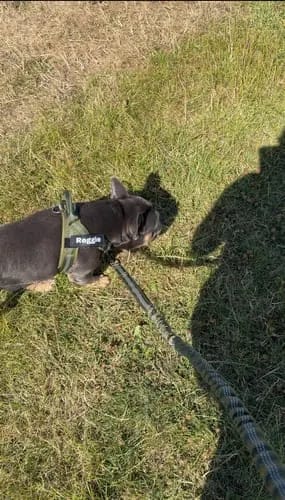 Customer photo review of Harnais pour chien anti-traction Dog Trotter™