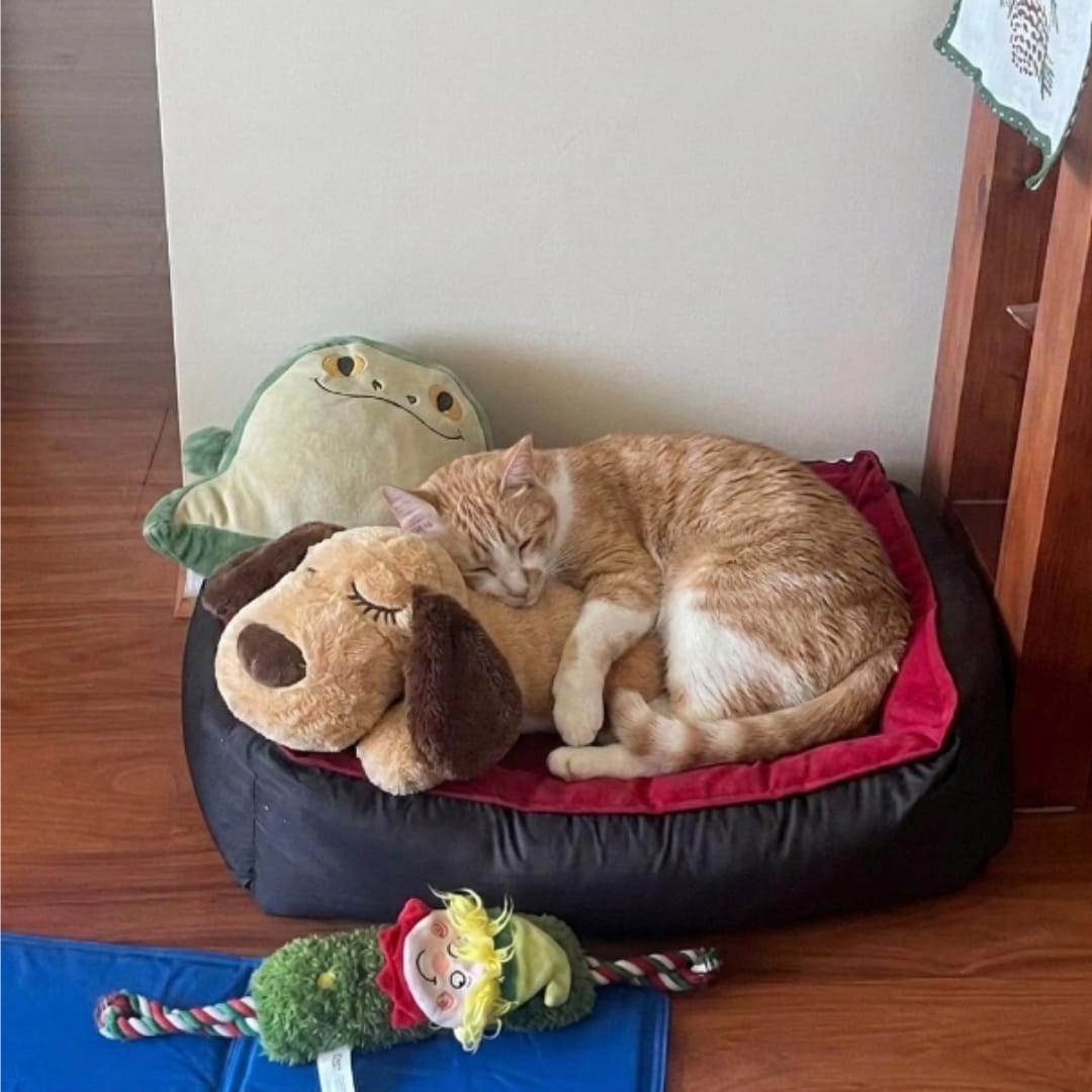 Customer photo review of Peluche con latidos para la ansiedad