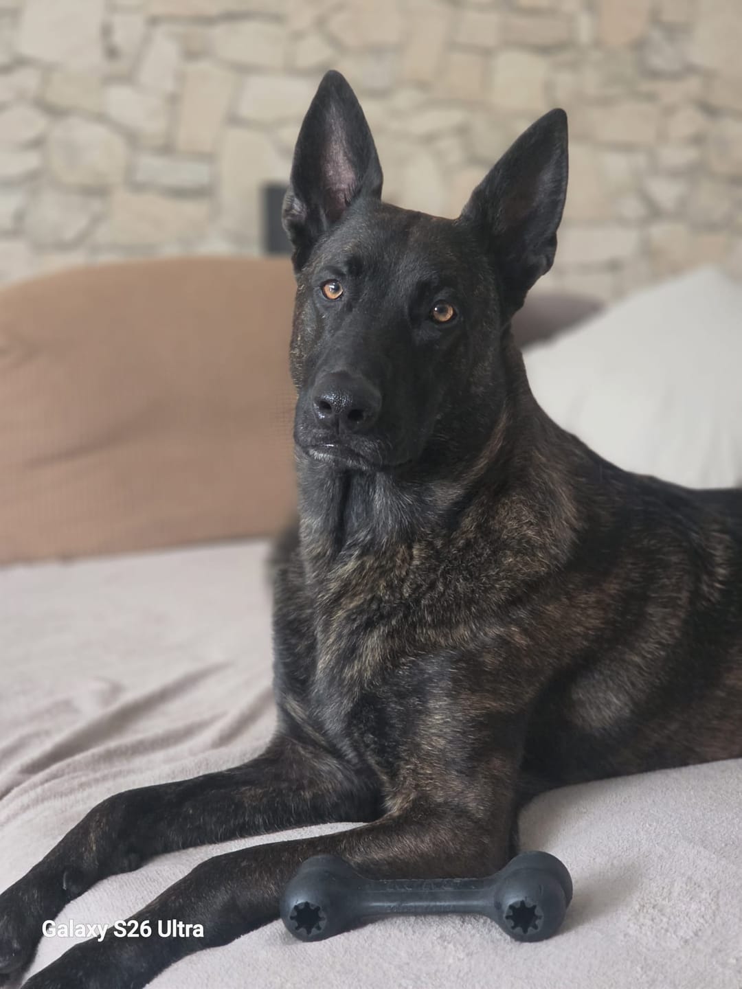 Customer photo review of Allergietest - Tierische Proteine Hund