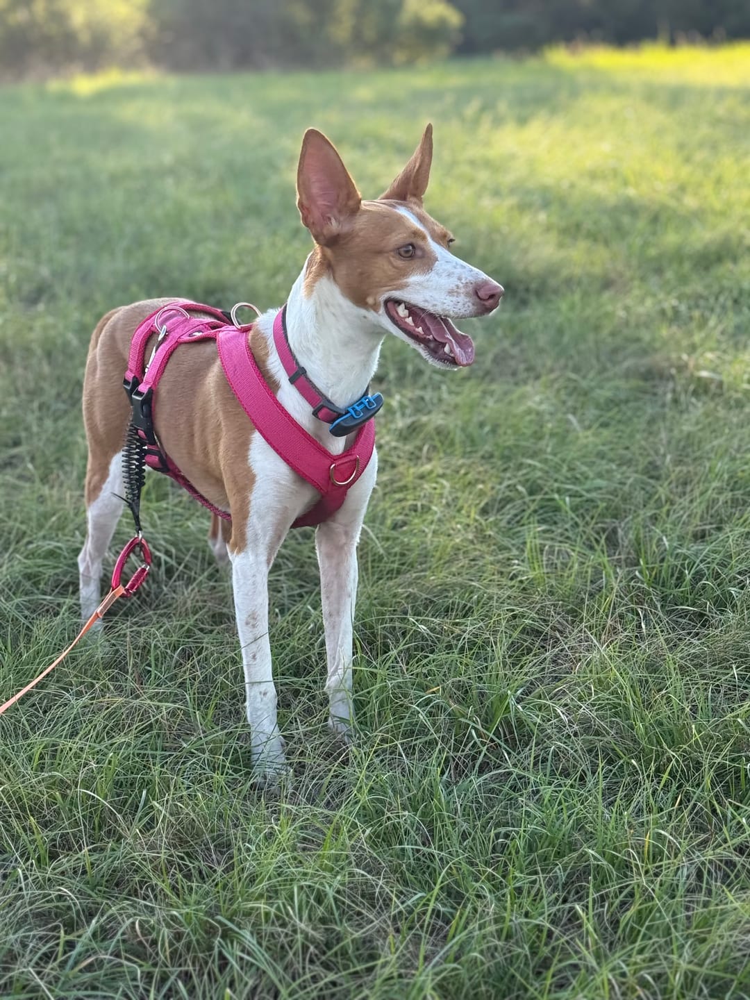 Customer photo review of Sicherheitsgeschirr FUN "Flamingo Pink"