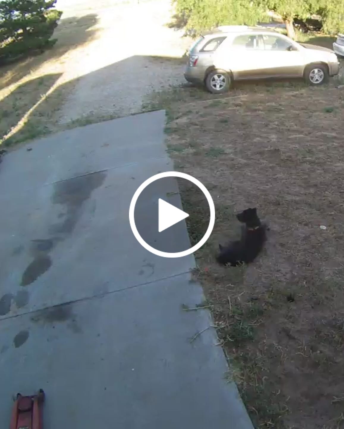 Customer video review of PawTronic Pro Series 2 - Wireless GPS Dog Fence