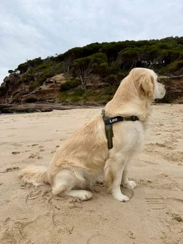 Customer photo review of Harnais pour chien anti-traction Dog Trotter™
