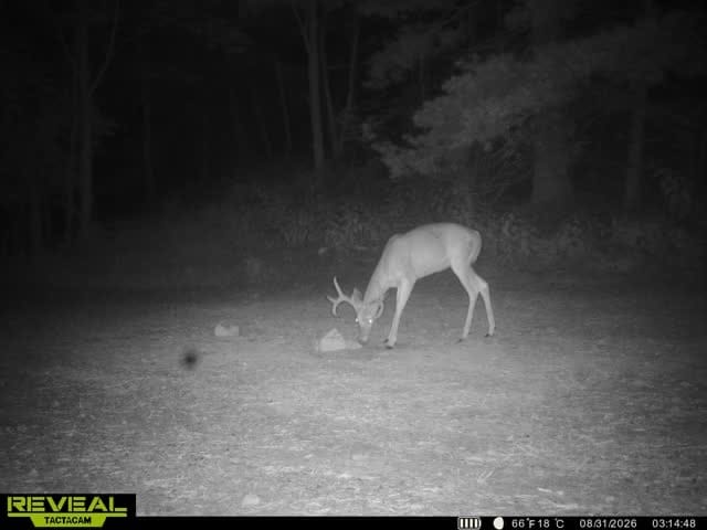 Customer photo review of Stockpile™ Deer Block