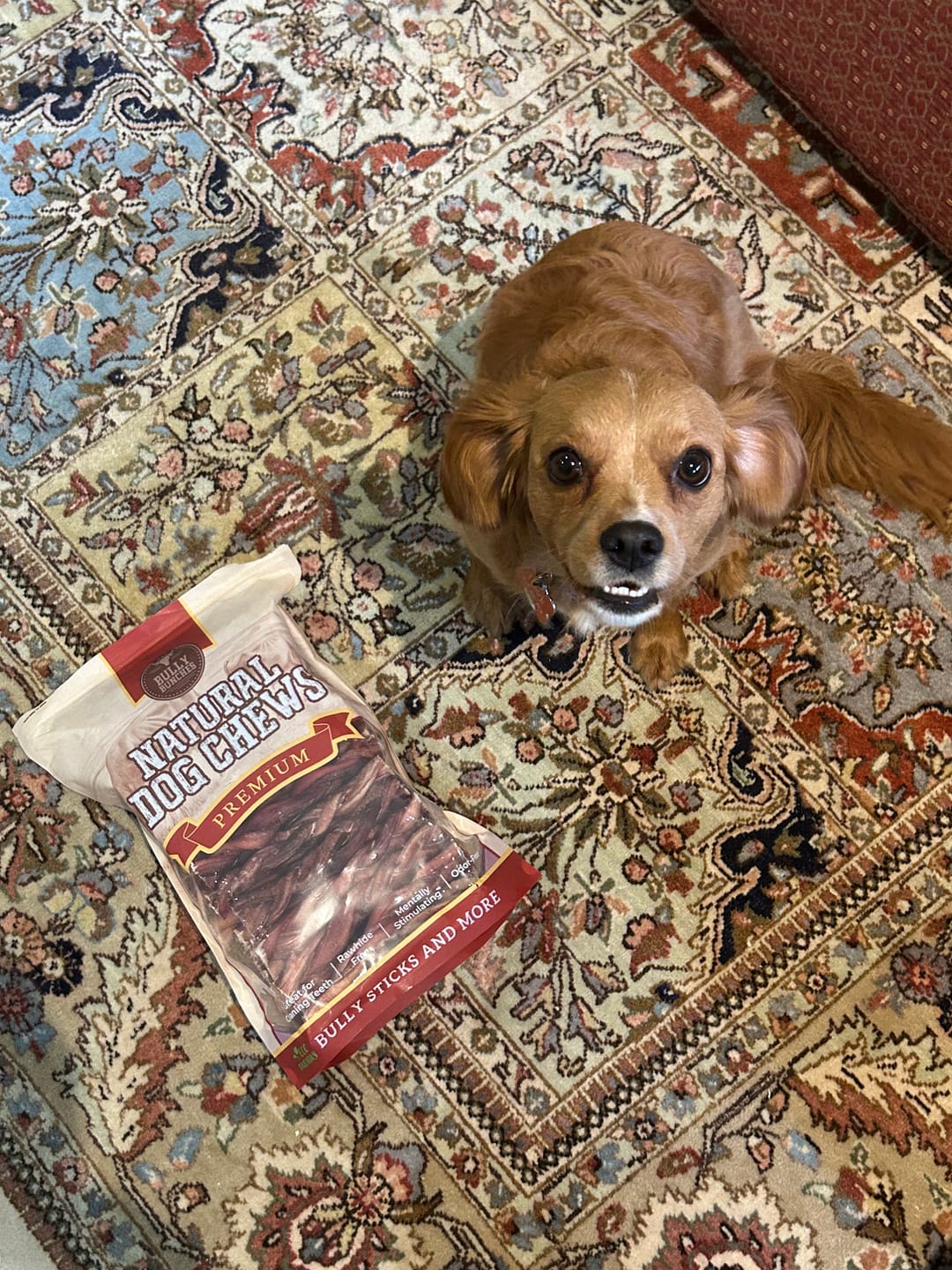 Customer photo review of 6 Inch Thick Braided Bully Stick