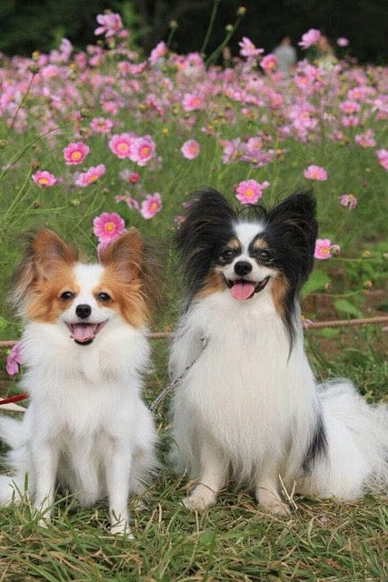 Customer photo review of Nutritional Supplement for Senior Dogs | Spark by Pet Wellbeing