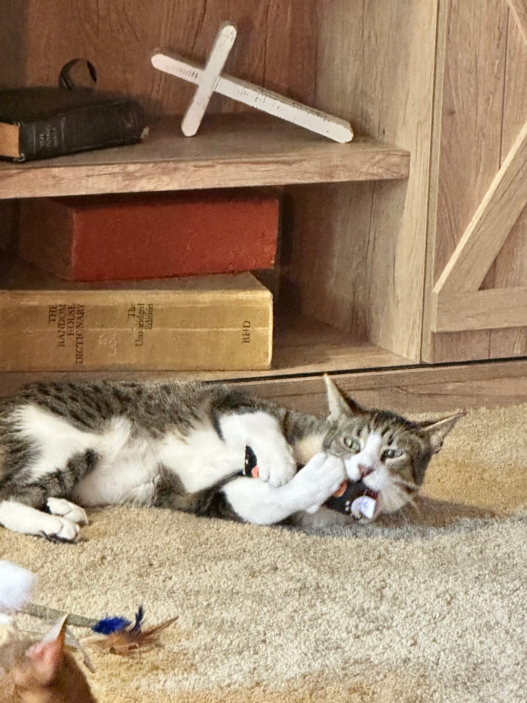 Customer photo review of Happy Pumpkins Catnip with Valerian Root Cat Toy