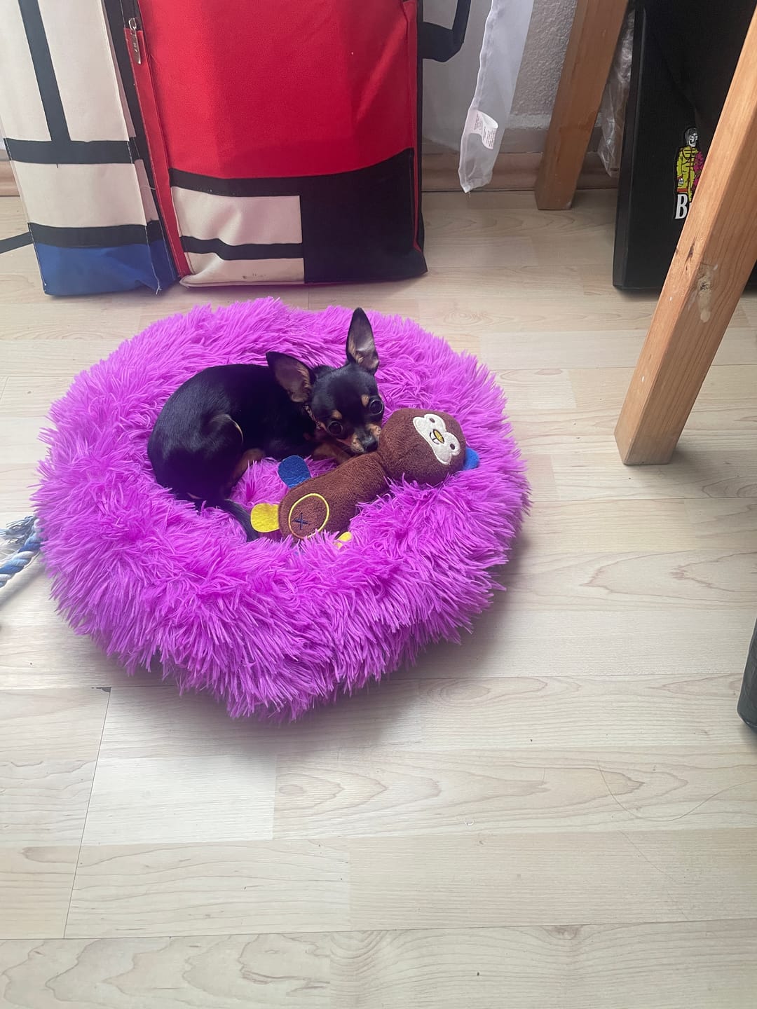 Customer photo review of CT9343 1 Pieza De Juguete Para Mascota