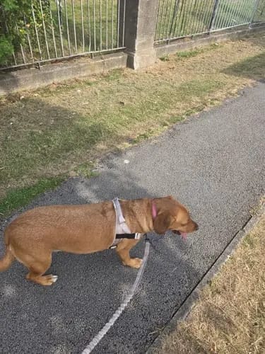 Customer photo review of Harnais pour chien anti-traction Dog Trotter™