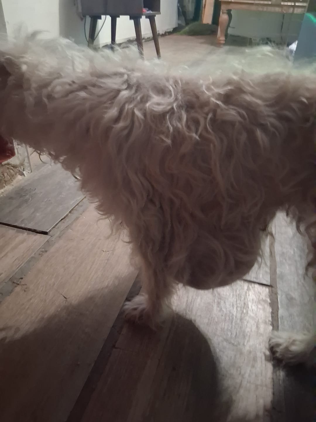 Customer photo review of K9 Immune™