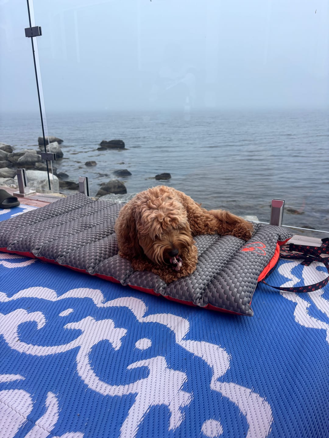 Customer photo review of 12 Inch Jumbo Braided Bully Stick