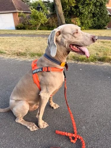 Customer photo review of Harnais pour chien anti-traction Dog Trotter™