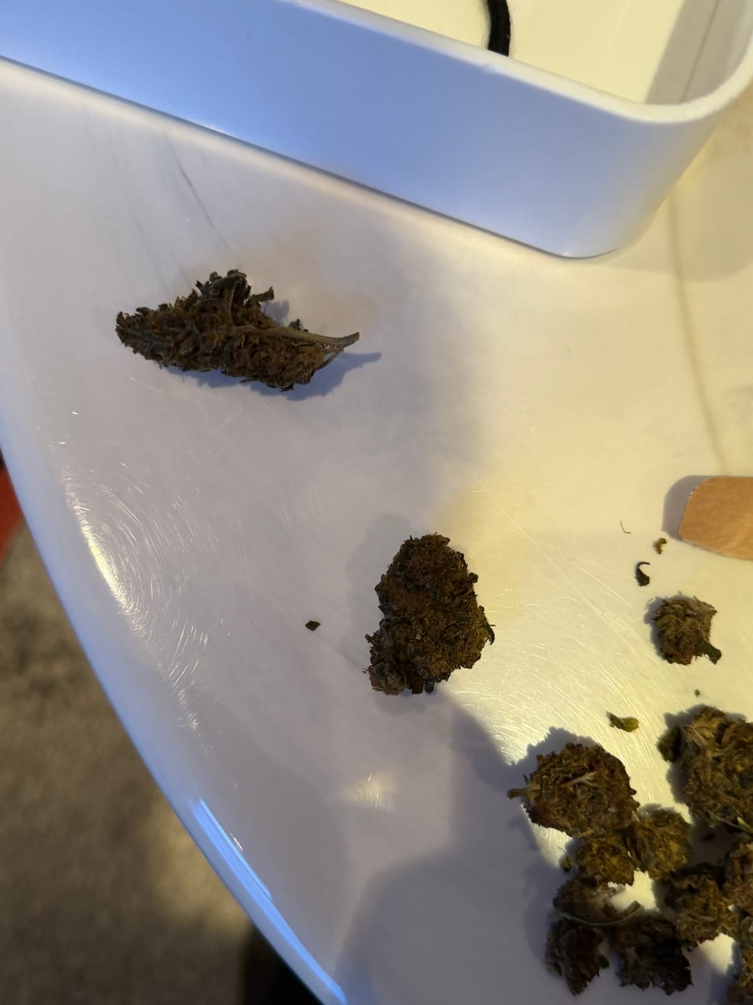 Customer photo review of Purple Haze