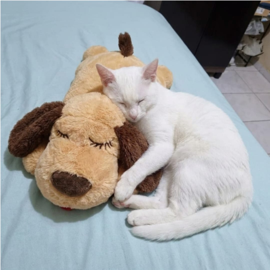 Customer photo review of Peluche con latidos para la ansiedad