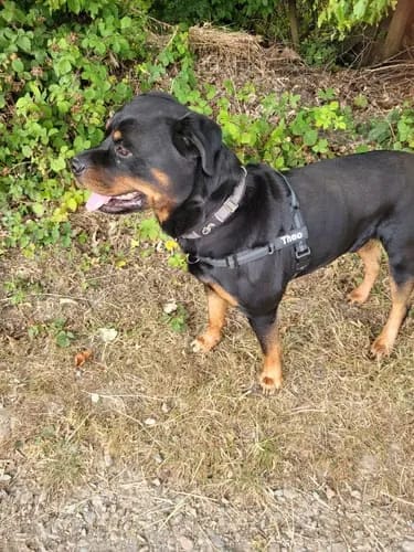 Customer photo review of Harnais pour chien anti-traction Dog Trotter™