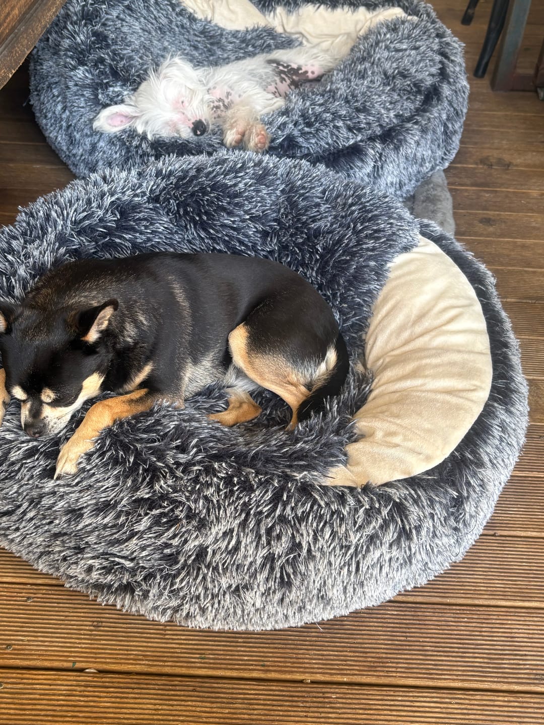 Customer photo review of Pet Calming Bed – Waterproof & Washable