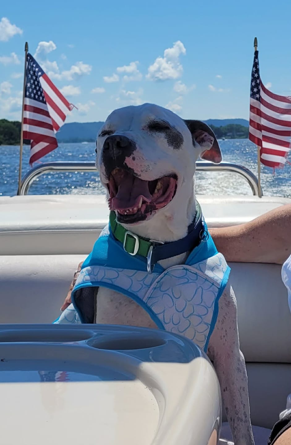 Customer photo review of Cushioned Martingale Collar - Lime Wave