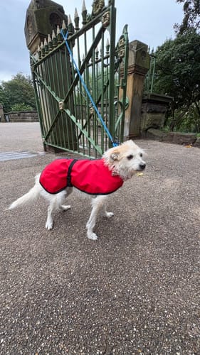 Customer photo review of Stella - Extra Lightweight Unlined Summer Italian Greyhound Coat Red