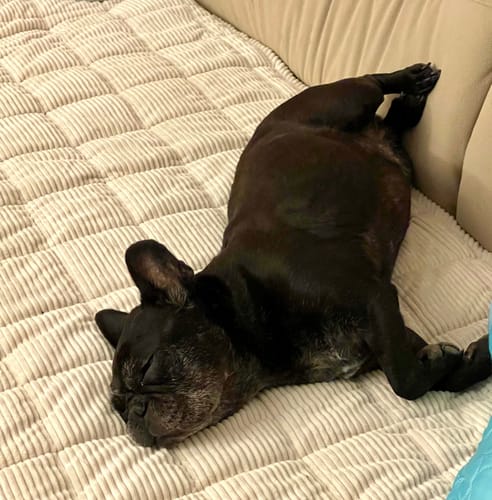 Customer photo review of Sofa Guard - Soft in Aktion