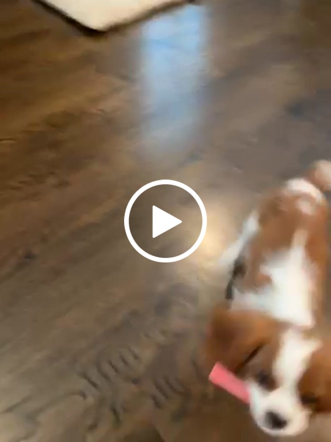Customer video review of Bacon Yak Chews — High-Protein, Savory Flavor Dogs Crave