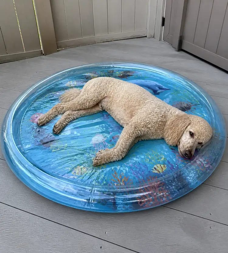 Customer photo review of Paw Cool Oasis Dog Cooling Water Bed