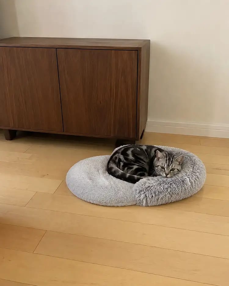 Customer photo review of SnuggleSoft Orthopedic Calming Pet Bed