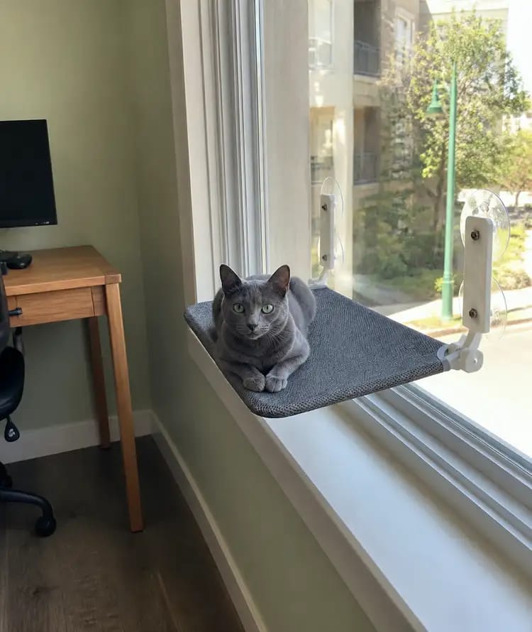 Customer photo review of Secure & Stylish Cat Window Perch Hammock
