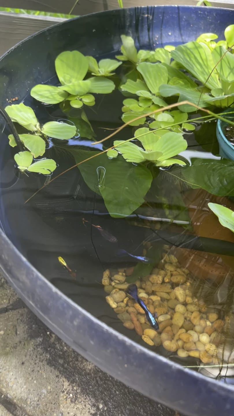 Customer photo review of Tiger King Cobra Guppy Fish