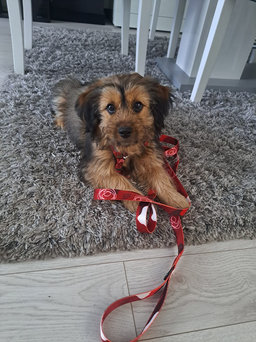 Customer photo review of Smycz miejska "Abstract Red" - czarne okucia
