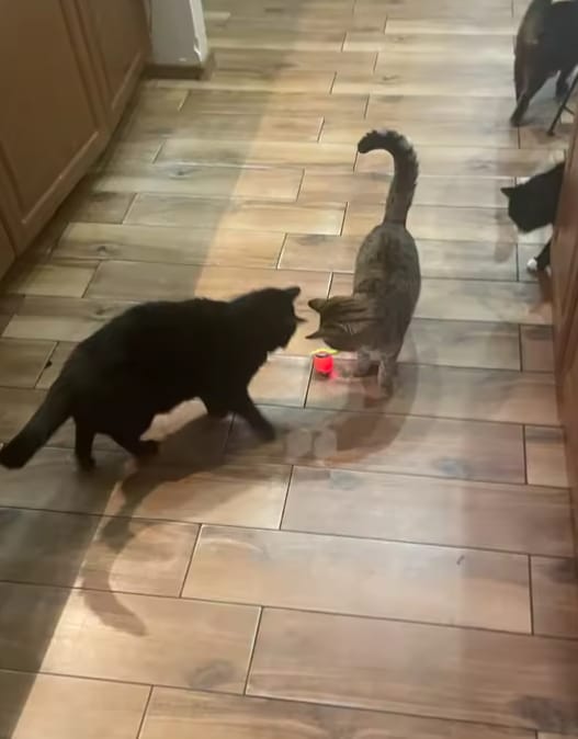 Customer photo review of Purrlyn Zoomie Ball