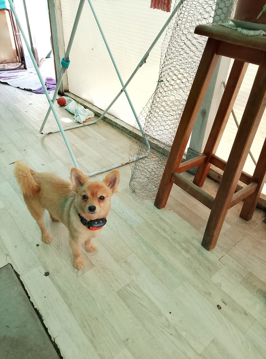 Customer photo review of Collier anti-aboiement petit chien
