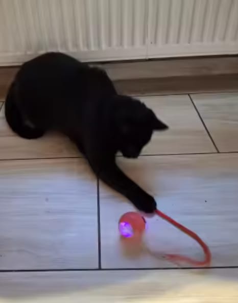 Customer photo review of Purrlyn Zoomie Ball