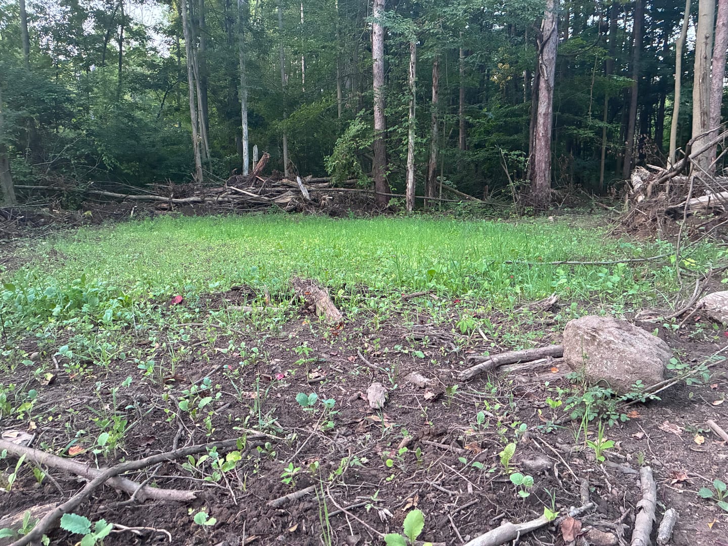 Customer photo review of Domain Pounder - Ladino Clover Food Plot Seed