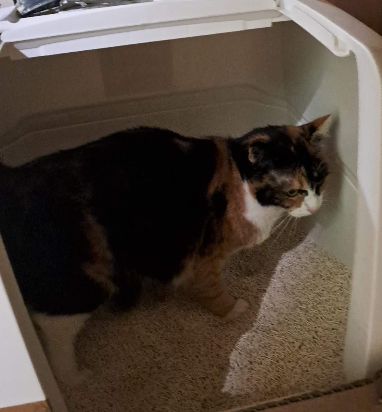 Customer photo review of Naturreines Katzenstreu