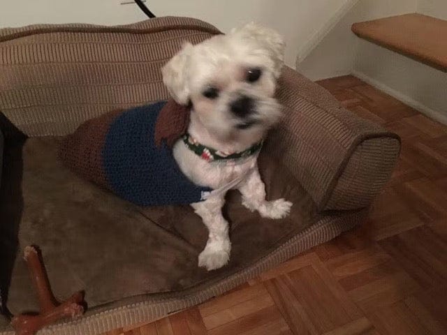 Customer photo review of Nutritional Supplement for Senior Dogs | Spark by Pet Wellbeing