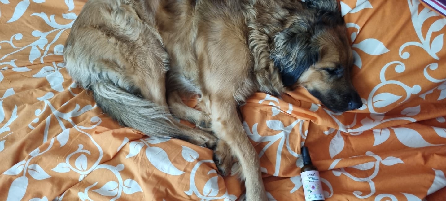 Customer photo review of Zpray für Hunde & Menschen