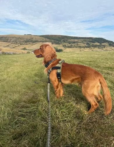 Customer photo review of Harnais pour chien anti-traction Dog Trotter™