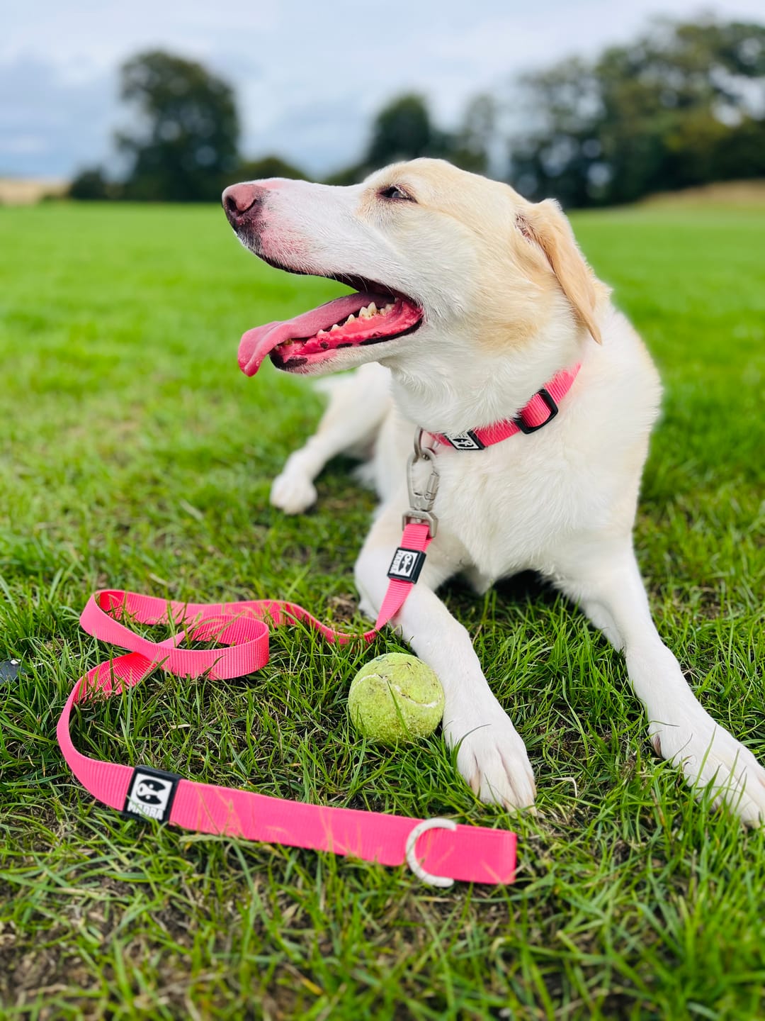 Customer photo review of City collar