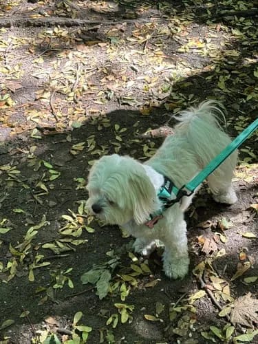 Customer photo review of Harnais pour chien anti-traction Dog Trotter™