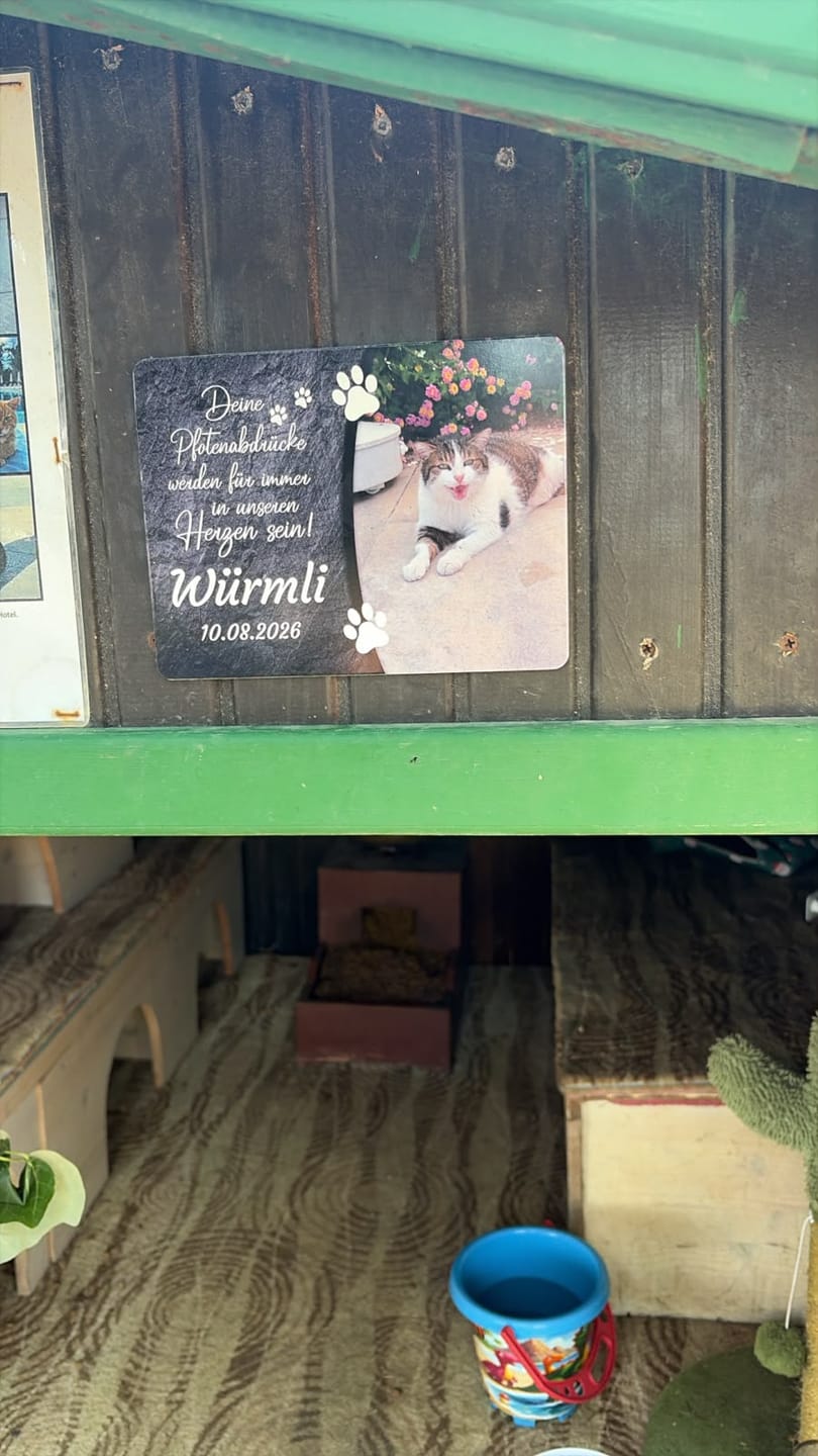 Customer photo review of Katzen Gedenktafel mit Foto & Spruch (UV- & Wetterfest)