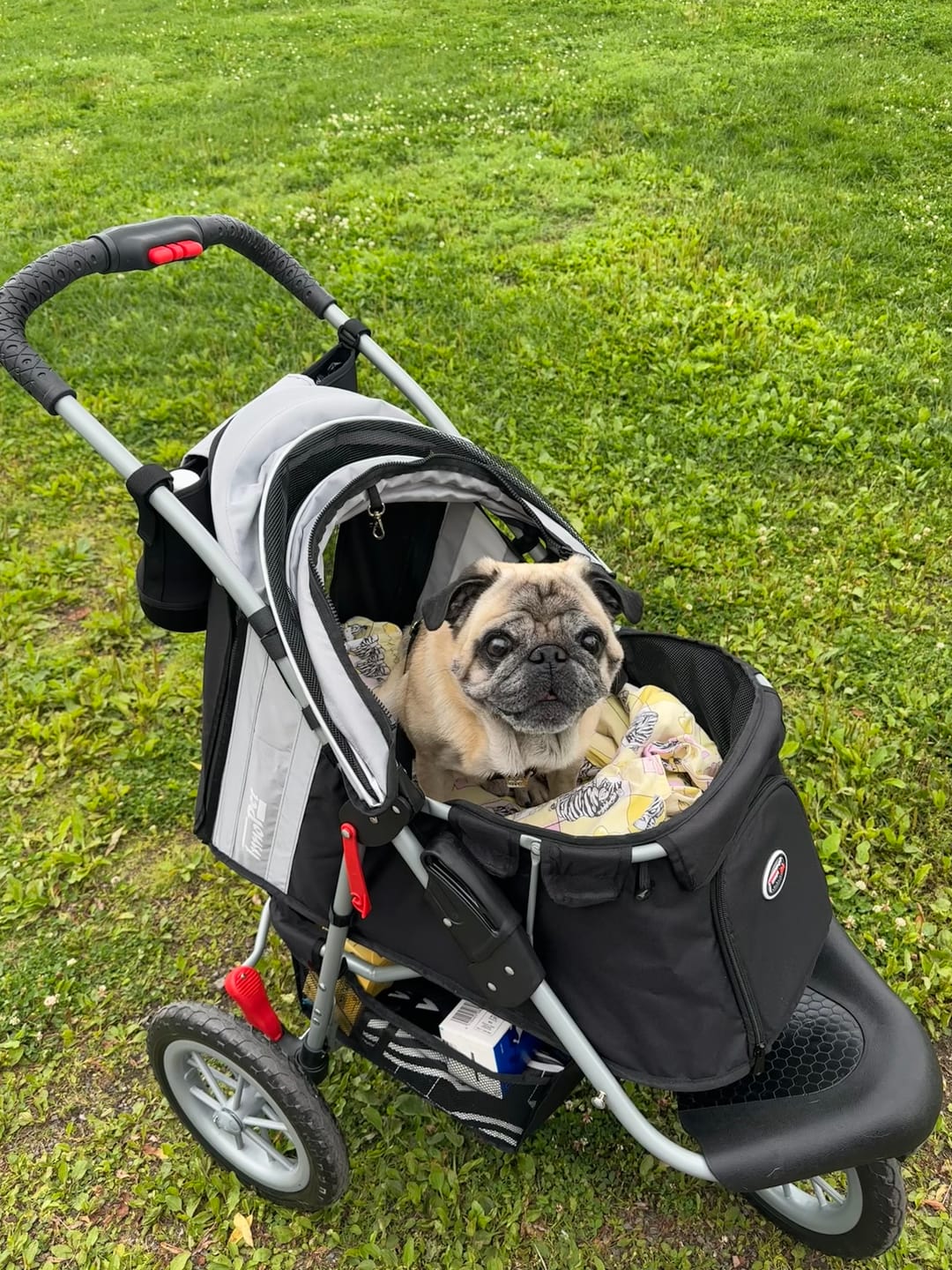 Customer photo review of Comfort EFA ECO lemmikkirattaat