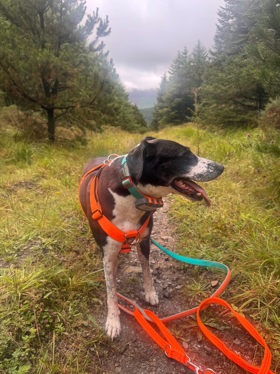 Customer photo review of 2.5cm Lighter Combat® Collar | With Handle & Secure Clip - Turquoise x Orange