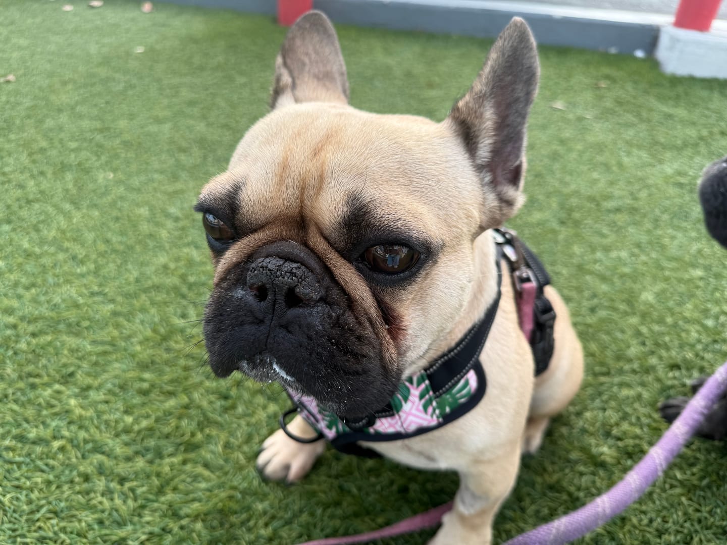 Customer photo review of Easy Walker Laguna Pink Harness