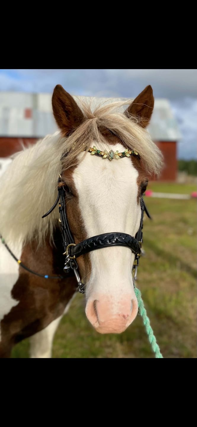 Customer photo review of Odessa bonita Multi Bridle padded, bit to bitless system no.1